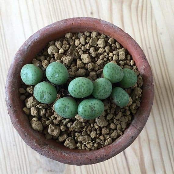 Conophytum Subglobosum