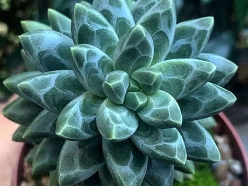 Pachyphytum compactum 'Little Jewel'
