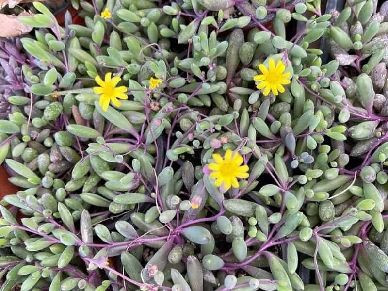 Othonna capensis 'Ruby Necklace'