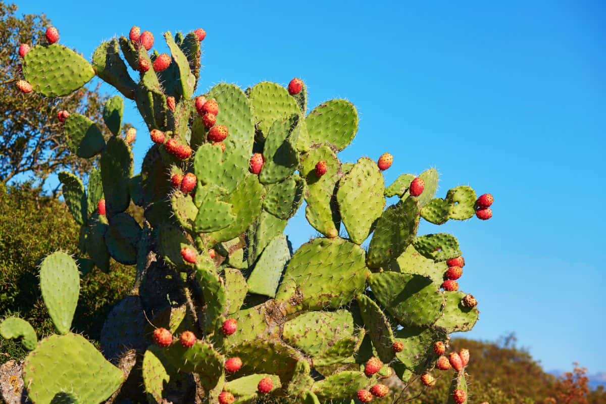 Opuntia succulent growing outside.