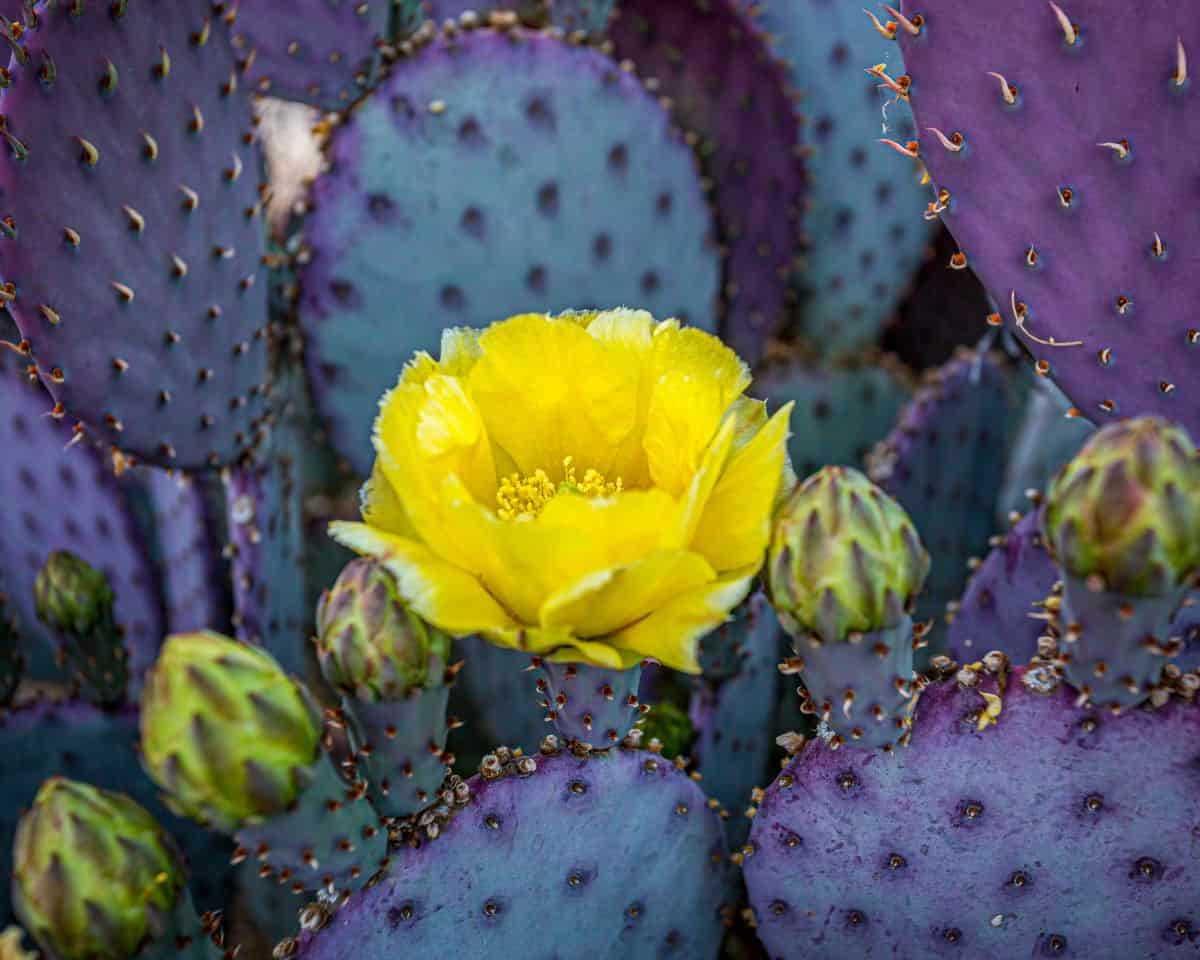 Blooming prickly pear succulent close-up.