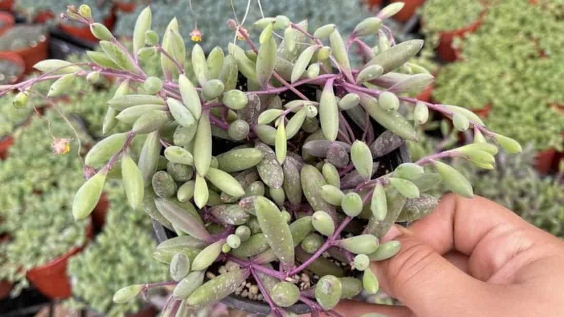 10 Rare Succulents (and Where to Buy Them!)