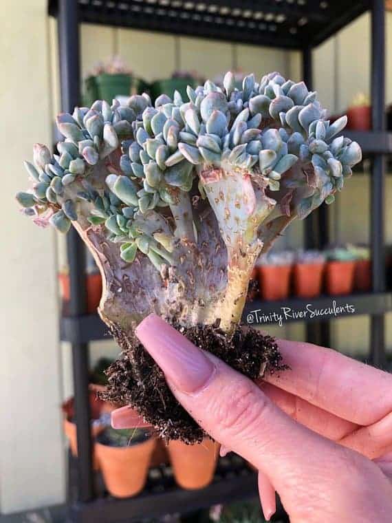Hand holding a crested succulent.