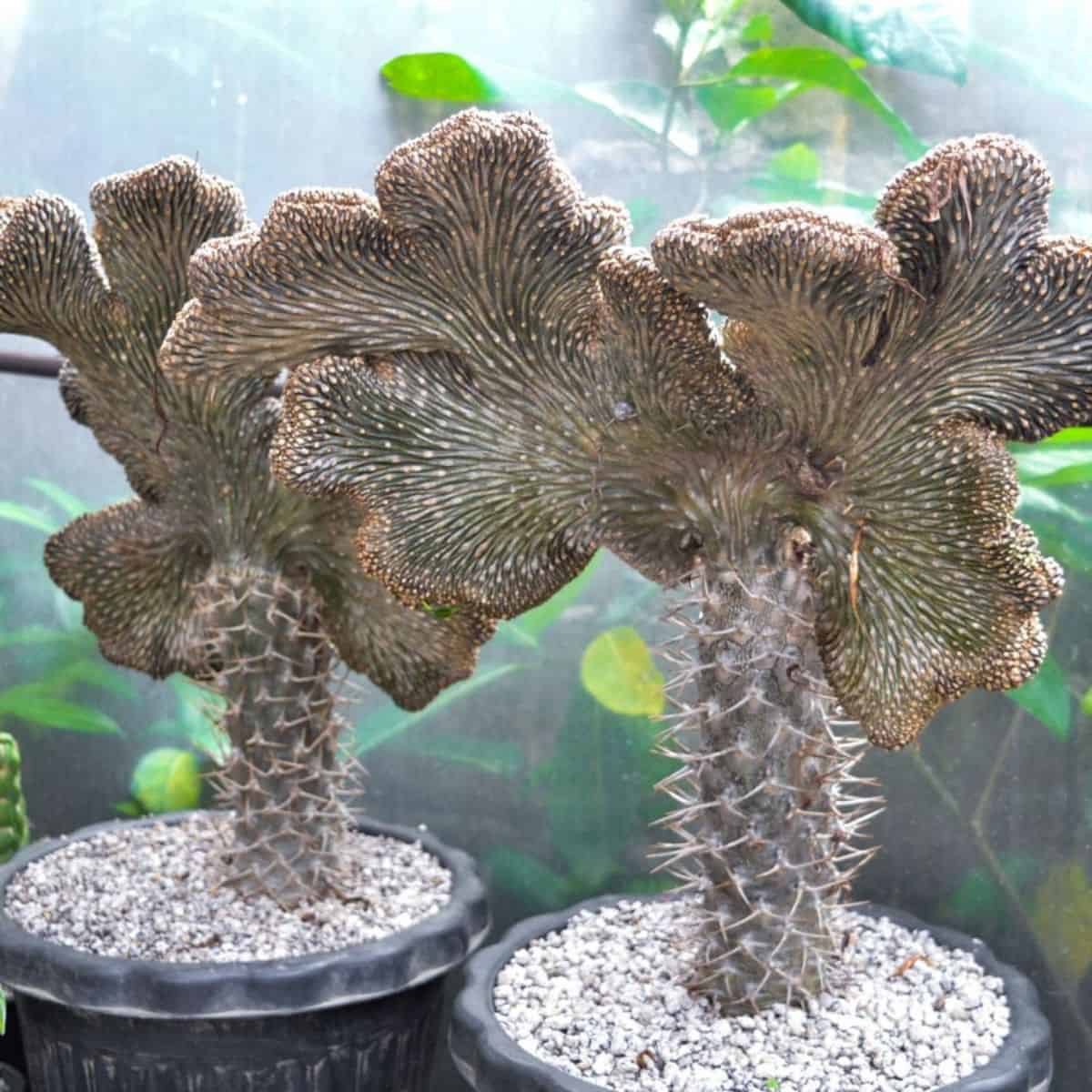 Crested cactuses growing in pots.
