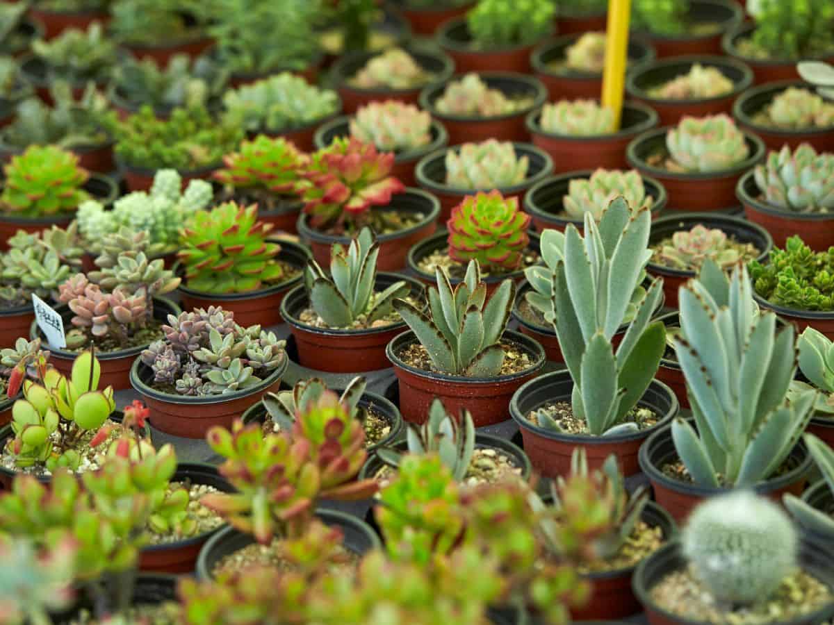 DIfferent varieties of succulents in pots.