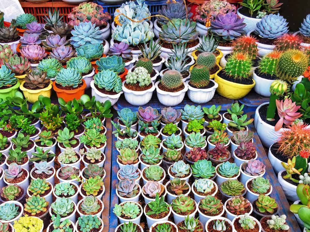 Different varieties of succulents in pots for sale.