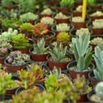 DIfferent varieties of succulents in pots.