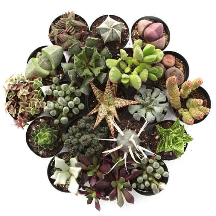 Different varieties of succulents in pots.