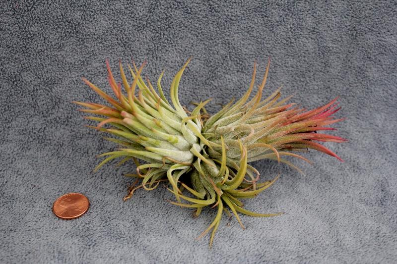 Air plant succulent next to a coin.