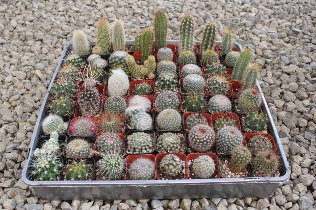 Succulents in pots on a tray for sale.