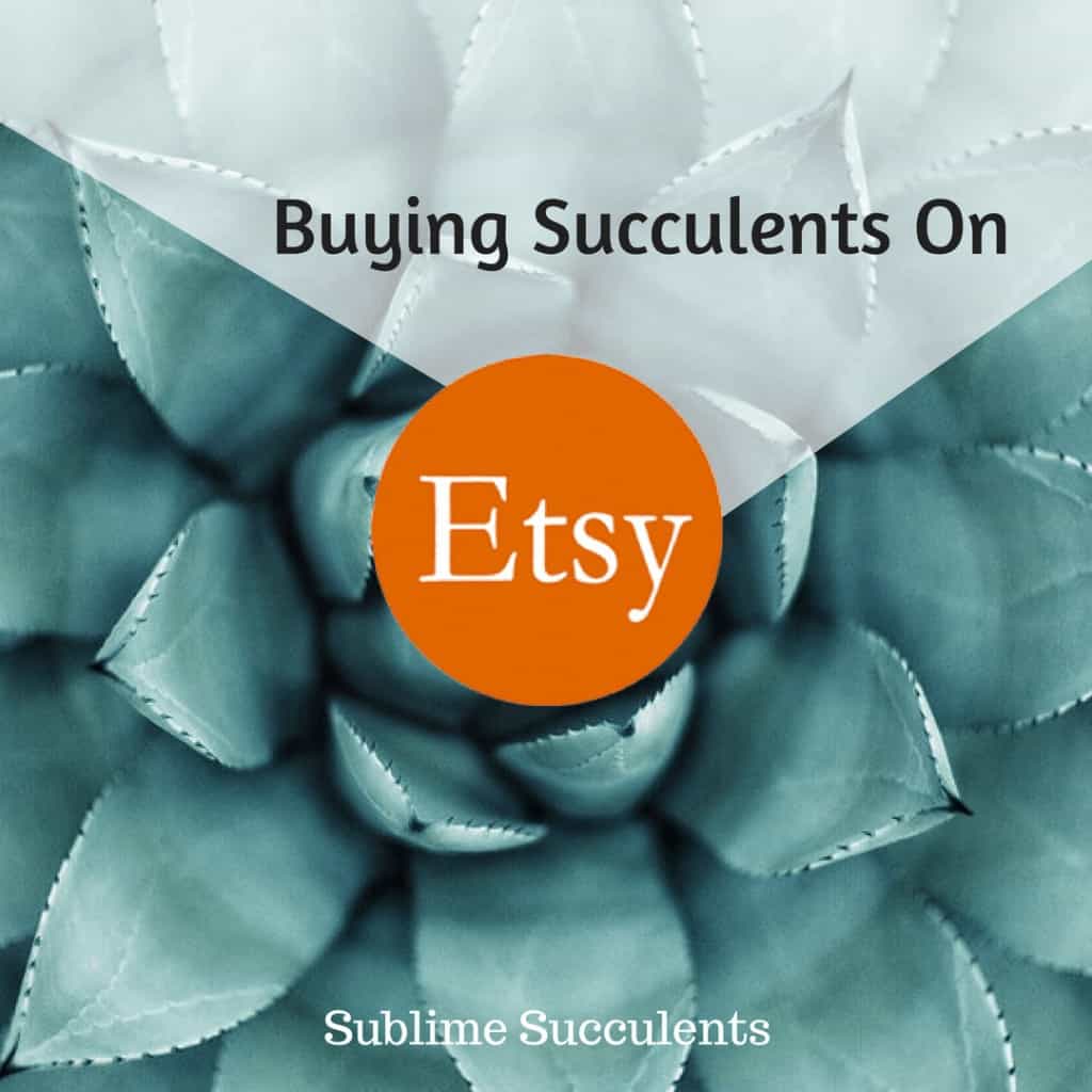 Buying Succulents on Etsy: A Review