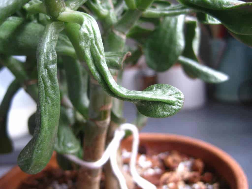 Wrinkled succulent close-up.