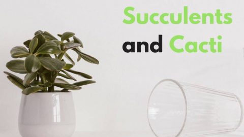how to water succulents and cacti