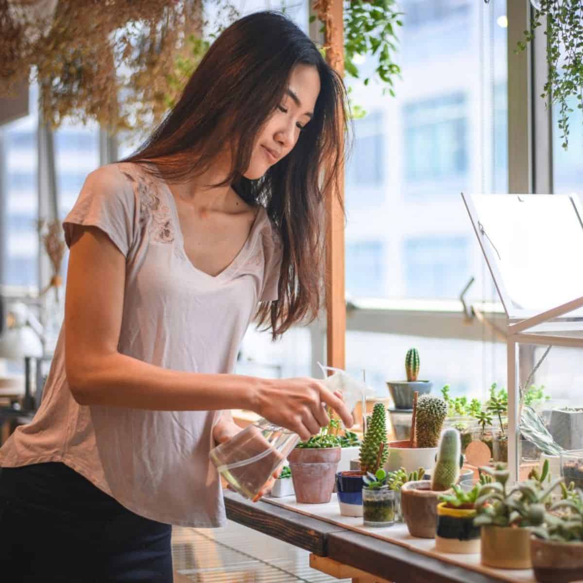 Woman spraying succulents in pots with water.