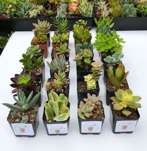 Succulents in pots on sale.