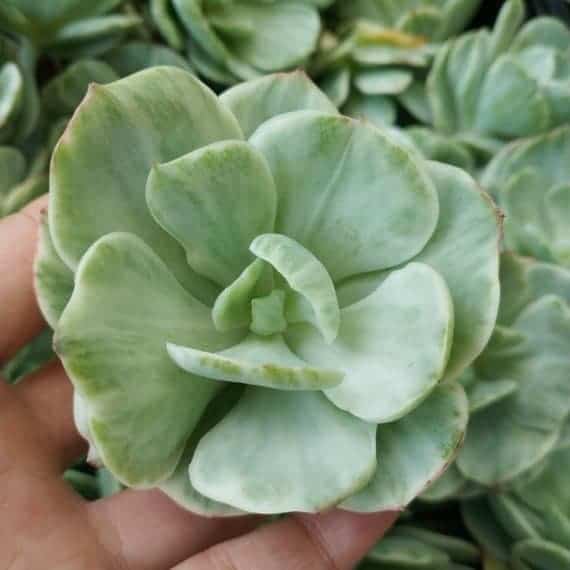 Hand holding echeveria unguiculata 2 variety.