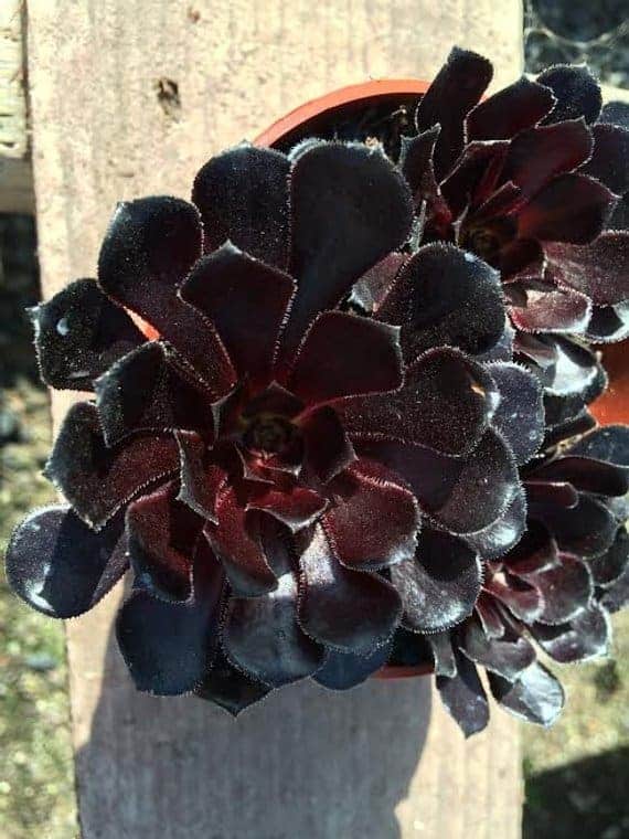 Aeonium arboreum black rose zwartkop variety.