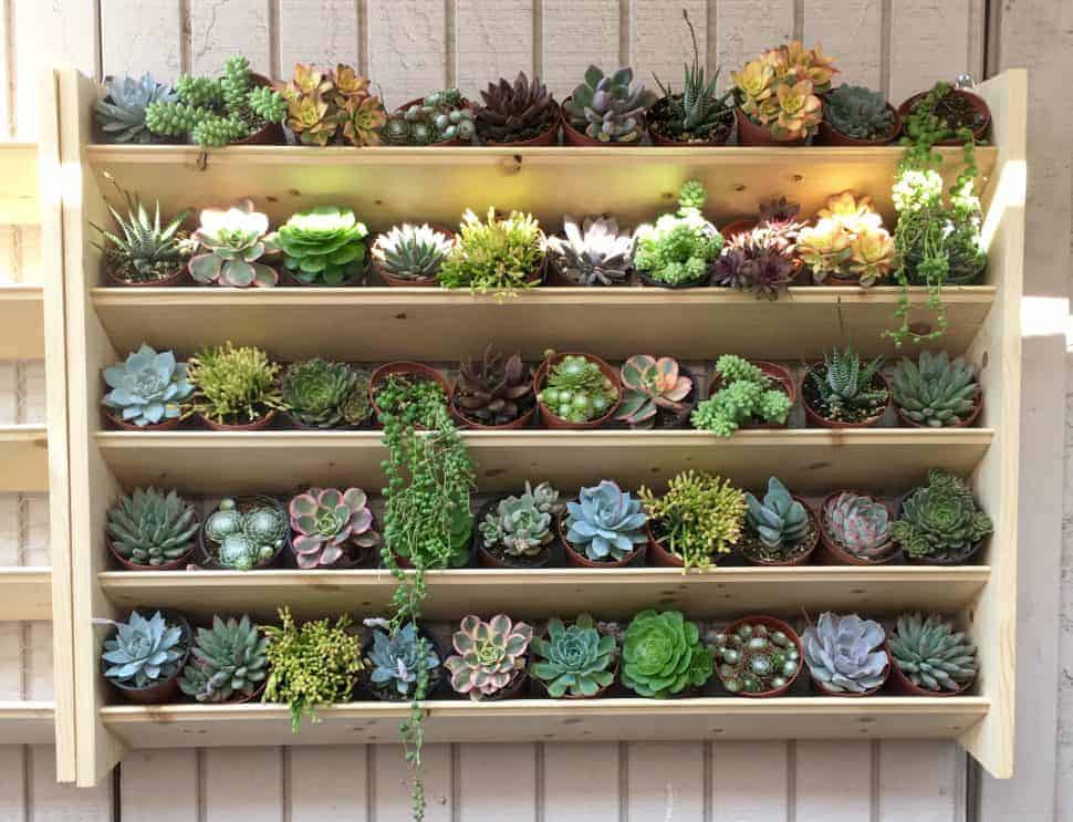 Succulents on wooden shelves.