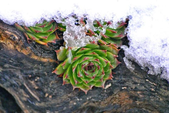 Succulent covered by snow.