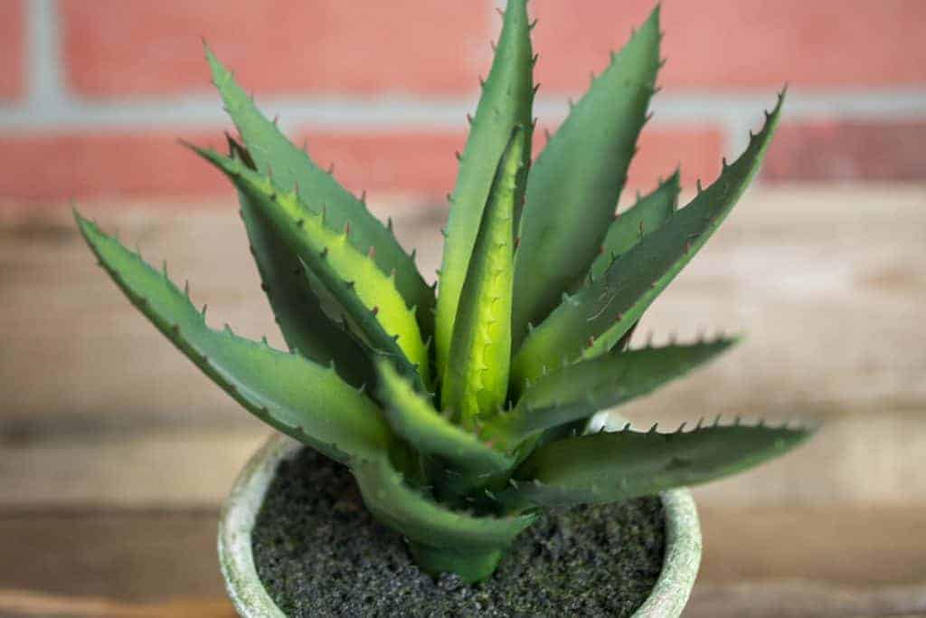 Succulent in a pot close-up.