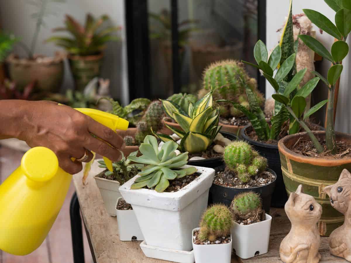 Hand with yellow sprayer  spraying succulents in pots.