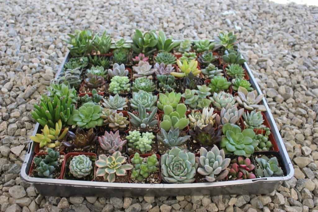 Succulents in pots on a tray for sale..