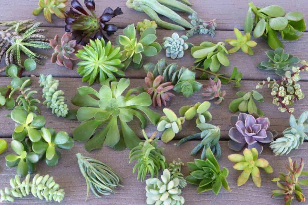 Different varieties of succulents on a wooden table.