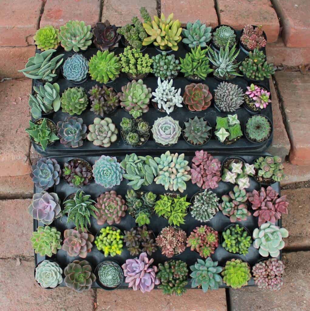 Succulents in pots on trays for sale.
