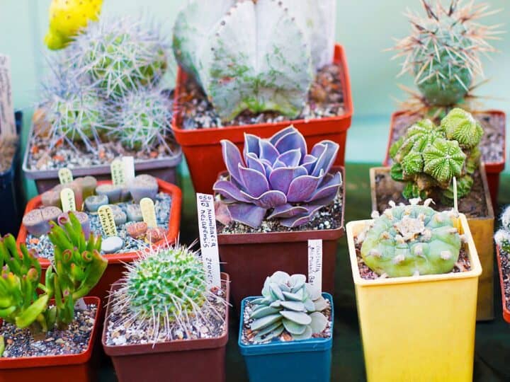 Buying Succulents on Etsy A Review Sublime Succulents