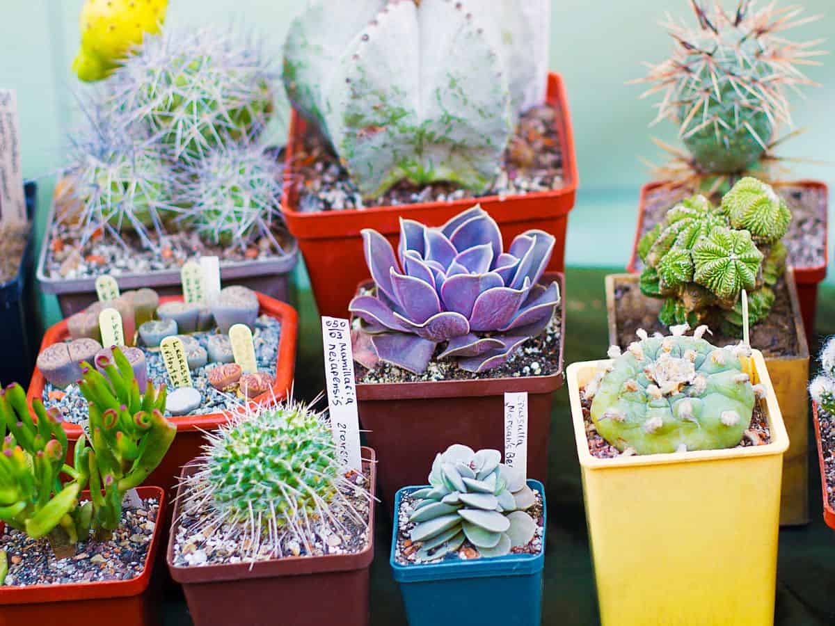 Succulents in pots on sale.