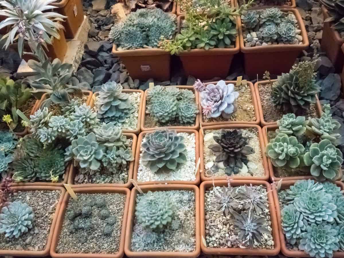 Succulents in pots on sale.