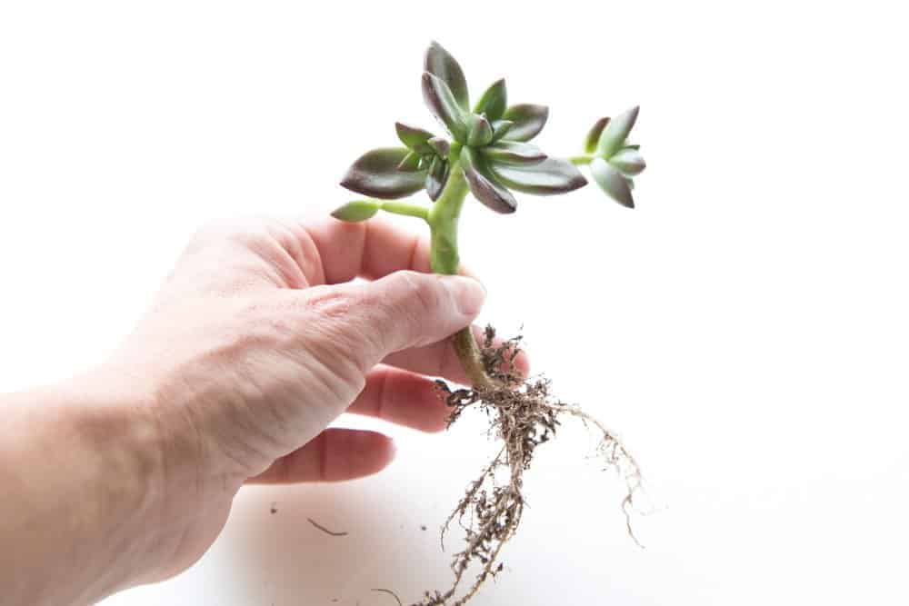 Hand holding a bare succulent.