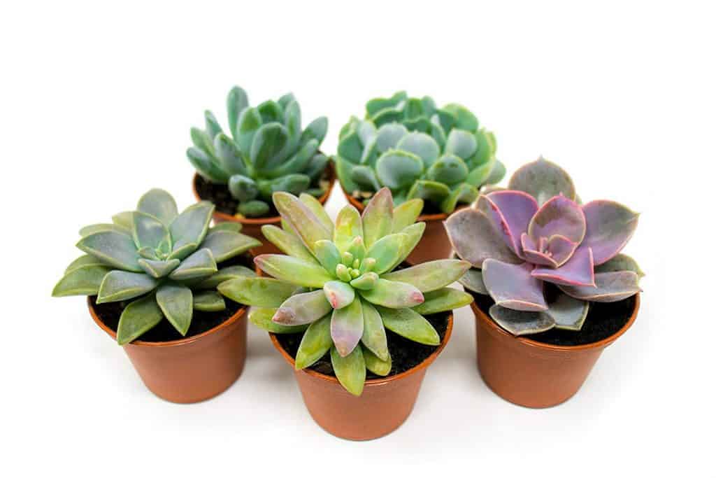 buy succulents online