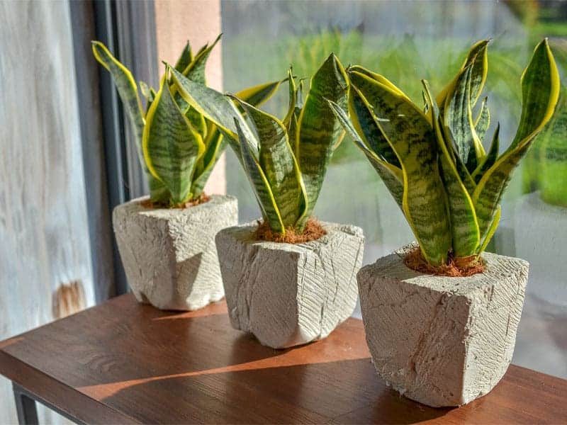 Snake plants in pots near a window.