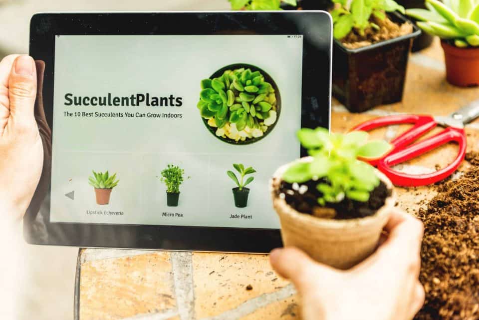 7 Best Places to Buy Succulents Online in January 2026