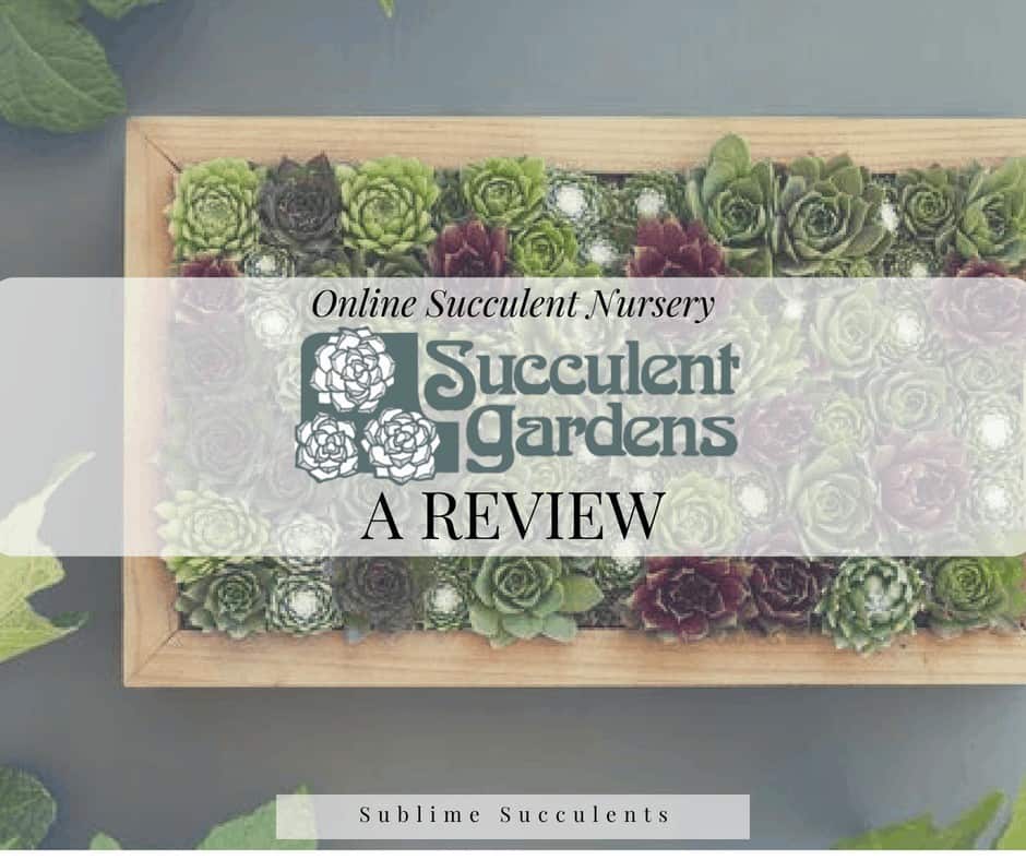 Succulent Gardens Online Succulent Nursery Review Sublime Succulents