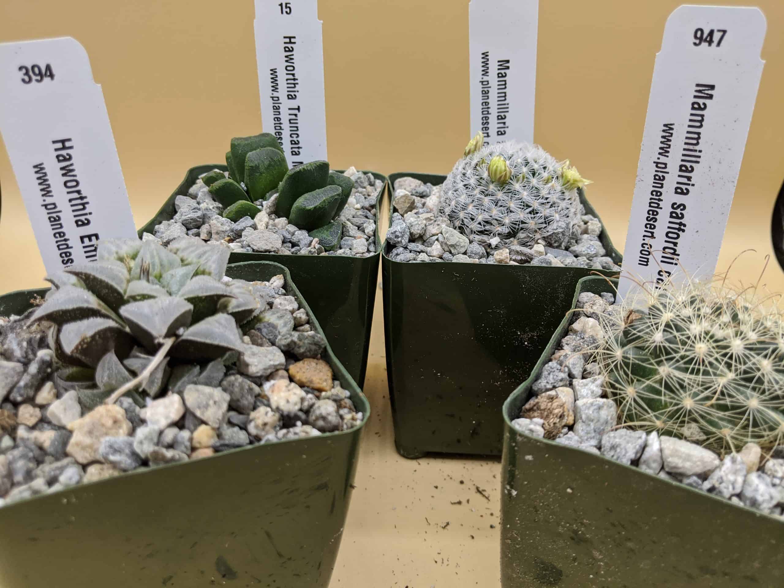 Planet Desert Online Succulent and Cactus Store Review