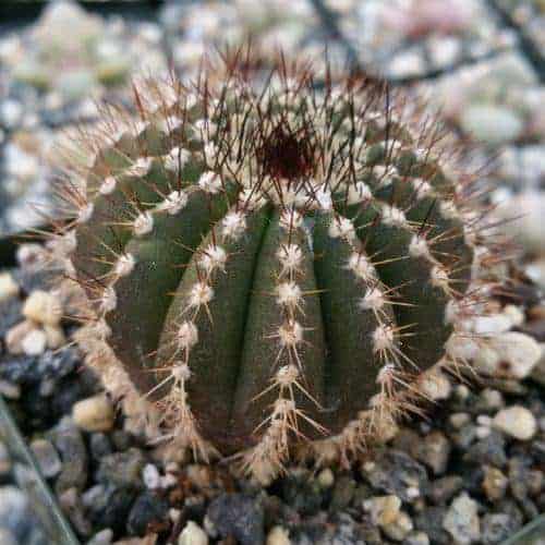 Uebelmannia pectinifera close-up.