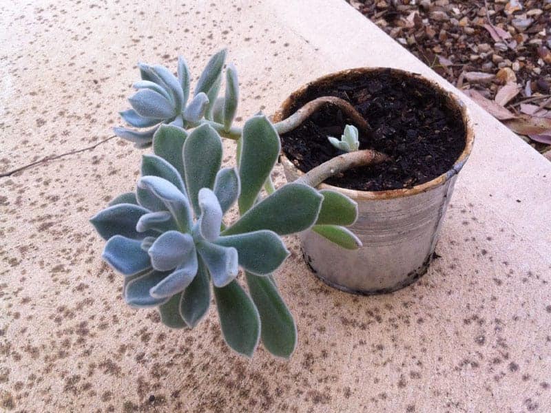 Succulent growing in a pot outdoor.