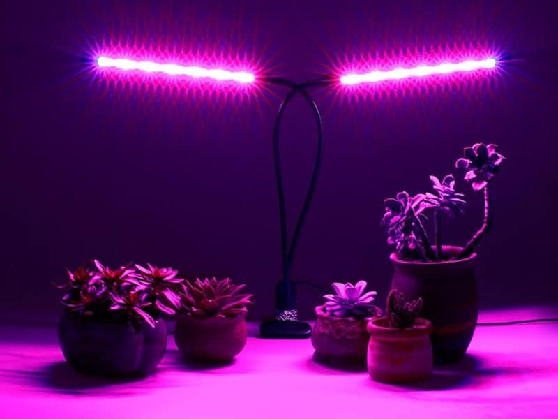 Led grow light over succulents in pots.