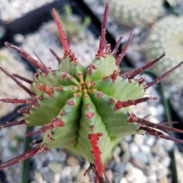 Euphorbia heptagona  close-up.