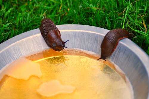 Beer trap for slugs.