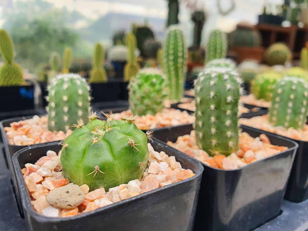 Cactuses growing in pots close-up.