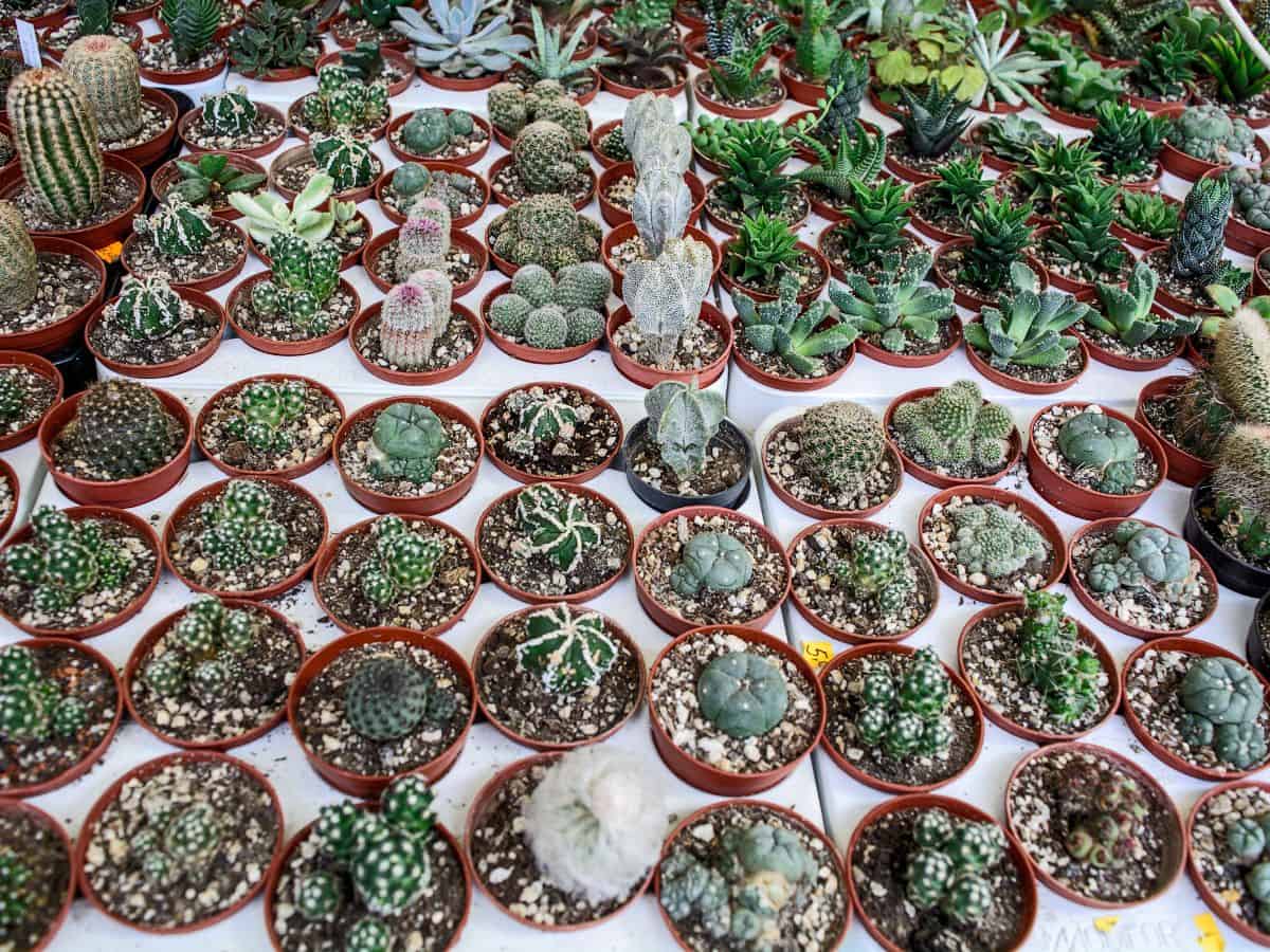 Different varieties of cactuses in pots for sale.