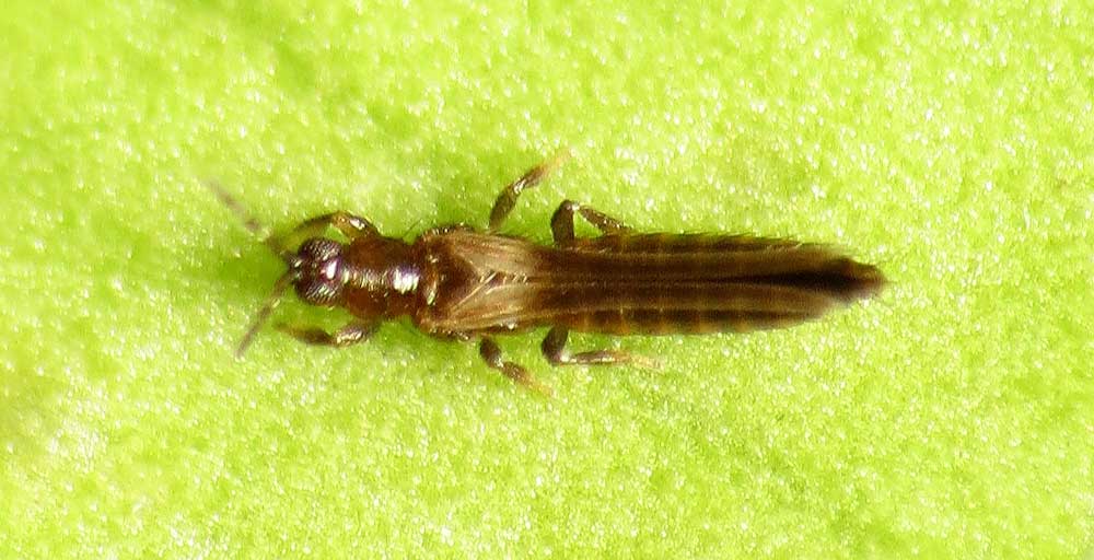 Treating Thrips on Your Succulents and Cacti