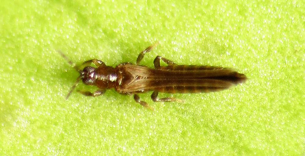 Thrips