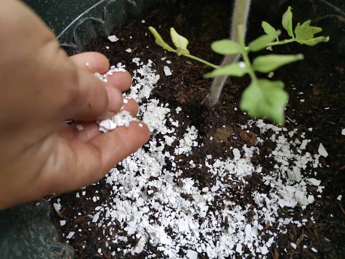 Hand scattering mashed egg shells near a plant.