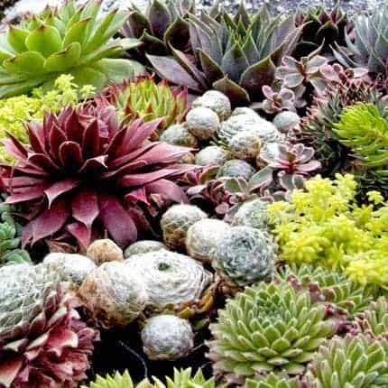 Succulents from Mountain Crest Gardens