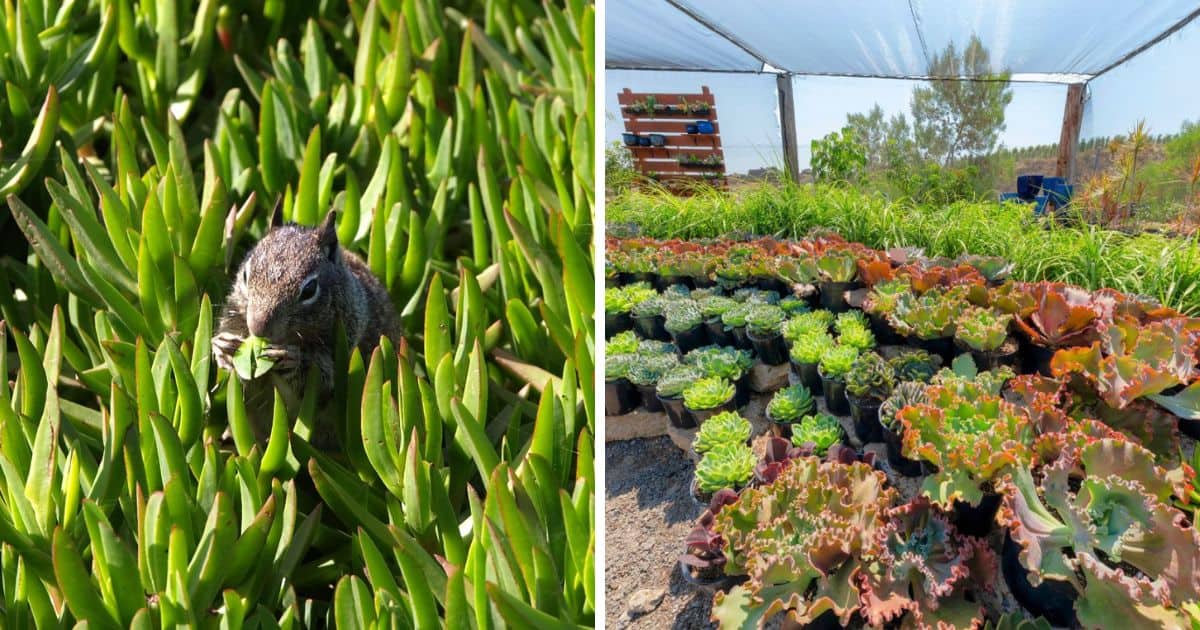 How to Stop Squirrels Eating Your Succulents Sublime Succulents