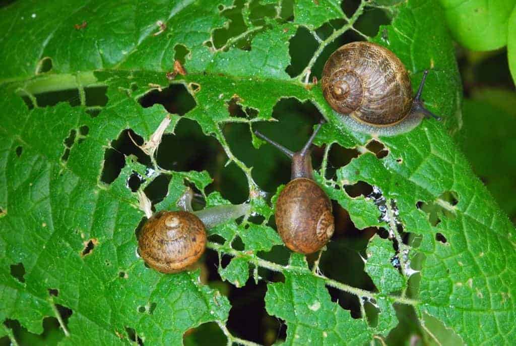 Snails and slugs on a succulent leaf